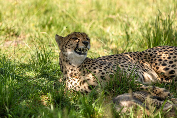 Wall Mural - a female cheetah ( acinonyx jubatus) yawning, olare motorogi conservancy, kenya.