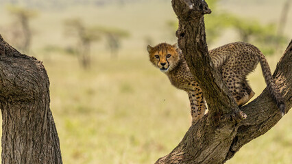 Wall Mural - a cheetah cub ( acinonyx jubatus) climbing a tree, olare motorogi conservancy, kenya.