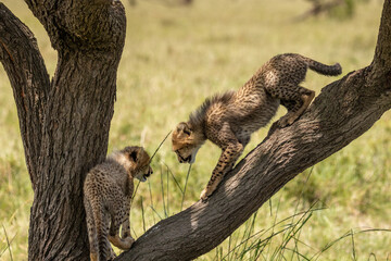 Wall Mural - cheetah cubs ( acinonyx jubatus) climbing a tree, olare motorogi conservancy, kenya.
