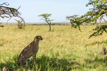 Wall Mural - a female cheetah ( acinonyx jubatus) looking for prey, olare motorogi conservancy, kenya.