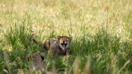 Wall Mural - a cheetah cub ( acinonyx jubatus) yawning, olare motorogi conservancy, kenya.
