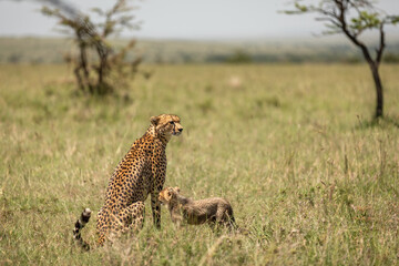 Wall Mural - a female cheetah with cubs ( acinonyx jubatus) looking for prey, olare motorogi conservancy, kenya.