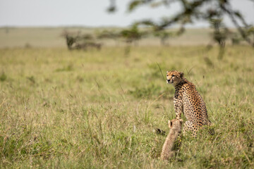Wall Mural - a female cheetah with cubs ( acinonyx jubatus) looking for prey, olare motorogi conservancy, kenya.