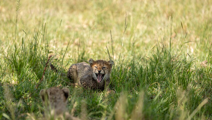 Wall Mural - a cheetah cub ( acinonyx jubatus) yawning, olare motorogi conservancy, kenya.