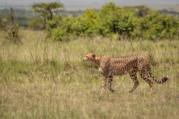Wall Mural - a female cheetah ( acinonyx jubatus) looking for prey, olare motorogi conservancy, kenya.