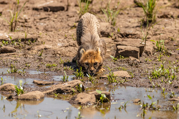 Wall Mural - a cheetah cub ( acinonyx jubatus) drinking water at a waterhole, olare motorogi conservancy, kenya.