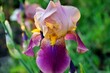 Amazing bearded Iris  purple with yellow in the garden close-up.
