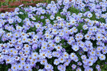 Wall Mural - Bright purple asters novae-angliae in the autumn garden enjoyed the sun.
