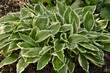 Luxury hosta Undulata Albomarginata with green and white leaves in the garden close-up