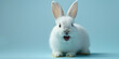 A picture of a cute white rabbit smiling and laughing, isolated with copy space for Easter background.