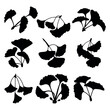 Ginkgo biloba medicine plant silhouette stencil templates