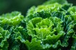 Macro photo of fresh green lettuce leaves, vegetable background, healthy eating, harvest