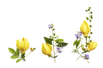 Wall Mural - yellow flowers ylang ylang local flora arrangement flat lay postcard style 