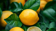 Fresh Lemons with vibrant green leaves Close up Brochure advertising content for healthy vegan food Juicy Background Summer Lemonade