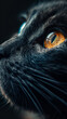 Stories templates and phone background captures the intense gaze of a cat in extreme close-up. The intricate details of the cats amber eyes are highlighted against its dark fur