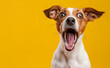 Surprised Dog on Solid Yellow Background