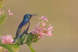 Fototapeta Kwiaty - beautiful birds in nature Purple sunbird