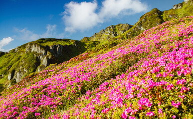 Sticker - Attractive summer scene with flowering hills. Carpathian mountains, Ukraine, Europe.