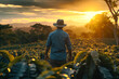 A man in a shirt and a hat walking through a field of green plants towards the setting sun, plant cultivation and agriculture
