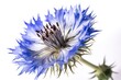 A white background separates the blue cornflower (Centaurea cyanus). Wildflowers. Close-up view. High-resolution image.