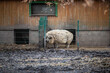 Wollschwein im Zoo hinter Gittern