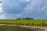 Fototapeta Przestrzenne - Vineyards near Margaux (Chateau Margaux), Bordeaux, Aquitaine, France