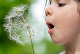 Fototapeta Sawanna - Little girl blowing dandelion seeds