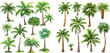 Miami trees, coconut palm or exotic hawaii forest green tree. Isolated vector symbols set
