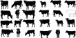 Farm livestock cow pictogram or countryside domestic milk cows, calf and bulls. Isolated vector icons set