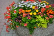 kolorowe kwiaty w kamiennej donicy, czerwone i zółte kwiaty, pelargonie i aksamitki w donicy. Pelargonium, Tagetes, Pelargonium and marigolds in a pot, red geranium and yellow marigold in a flowerpot	