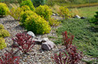 tawuła japońska i czrewony berberys w ogrodzie, Spiraea japonica, Japanese meadowsweet and red Berberis  in the garden, flowerbed with stones 