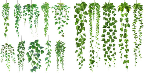 liana exotic branches foliage to limbing, branch rainforest greenery