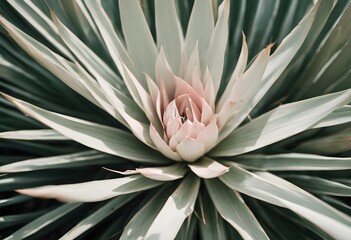 Canvas Print - close up of a cactus