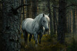White stallion in the forest, wild horse in nature