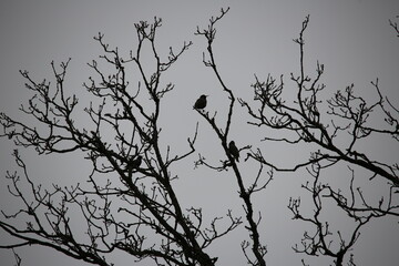 two starlings sitting on a tree branch