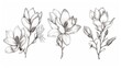 Collection of sketches of Magnolia flowers with line art on white backgrounds. Black and white botanical illustrations. Modern files.
