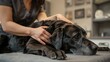 © OlgaPix - Photo of an elderly black Labrador Retriever having a massage at a rehabilitation doctor in the physiotherapy department. Examination of an old dog at a veterinary clinic