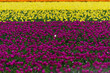 © hansenn - blooming tulip fields