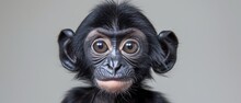  A Monkey With Surprised Expression In Close-up On Gray Background