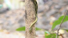 The Snake Is Not Dangerous. Yunnan Beauty Rat Snake Baby (Elaphe Taeniura Ssp. Yunnanensis) Slithers On The Branch In Its Habitat In A Thailand National Park.