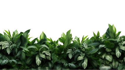 Wall Mural - tropical leaves foliage plant bush floral border isolated on clear png background and transparent ba