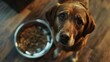 A dog is looking at a bowl of food. The dog appears to be hungry and eager to eat