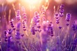 Blooming lavender field at sunrise: a magical awakening of nature.






