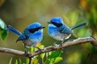 Blue Fairy Wrens - Superb Male and Female Birds Perching Together in Australia