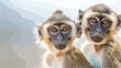 Pair of vervet monkeys with a nursing infant looking
