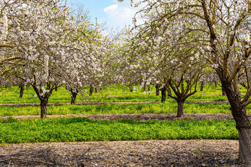 Canvas Print - Bright green grass