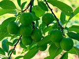 Fototapeta Morze - Green cherry plums on a tree, highlighted by sunlight, with leaves in the background.