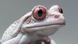White frog with red eyes close up
