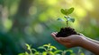Closeup of hands holding and planting a young tree on a blurred green background with sunlight for World Environment Day.