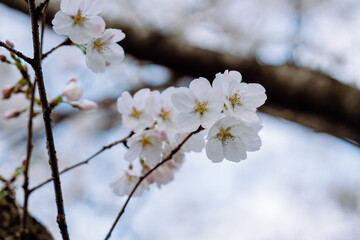 Wall Mural - white cherry blossom